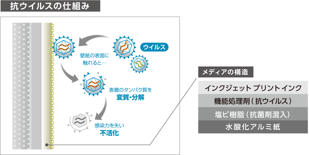 抗ウイルスの仕組み